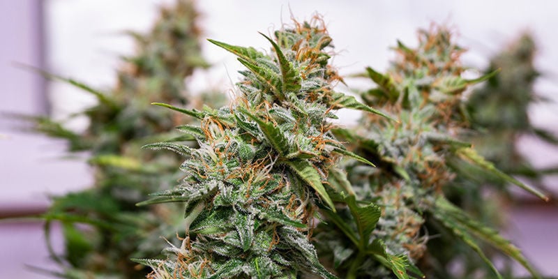 Wedding Cake da Zamnesia Seeds: Vai garantir muitas noites felizes