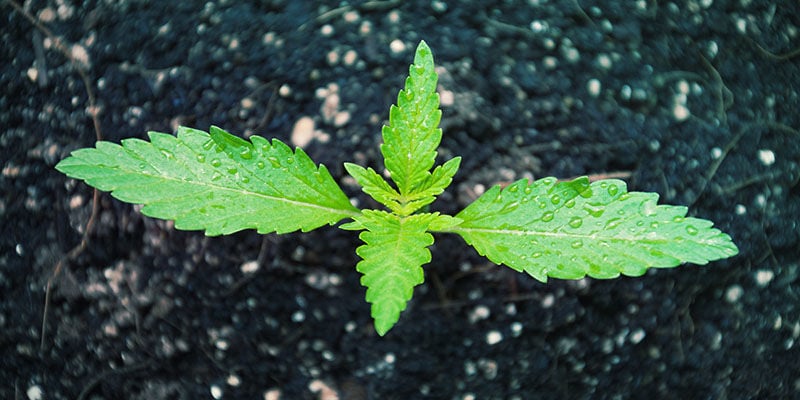 ALIMENTAÇÃO CANNABIS