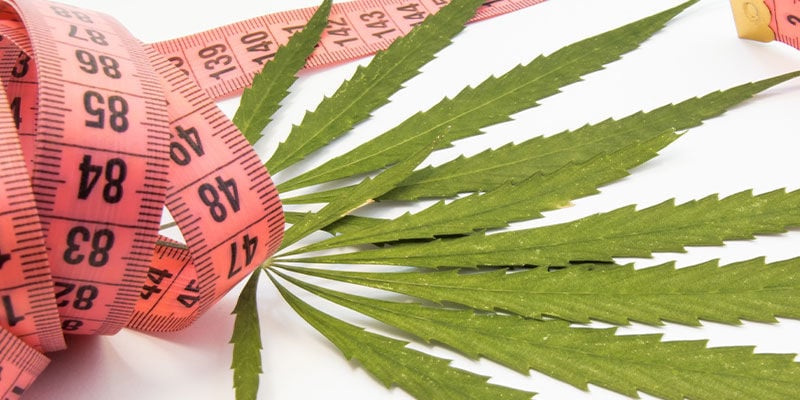 Perceber a ligação entre cannabis e perda de peso