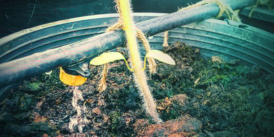 Meio de cultivo e irrigação