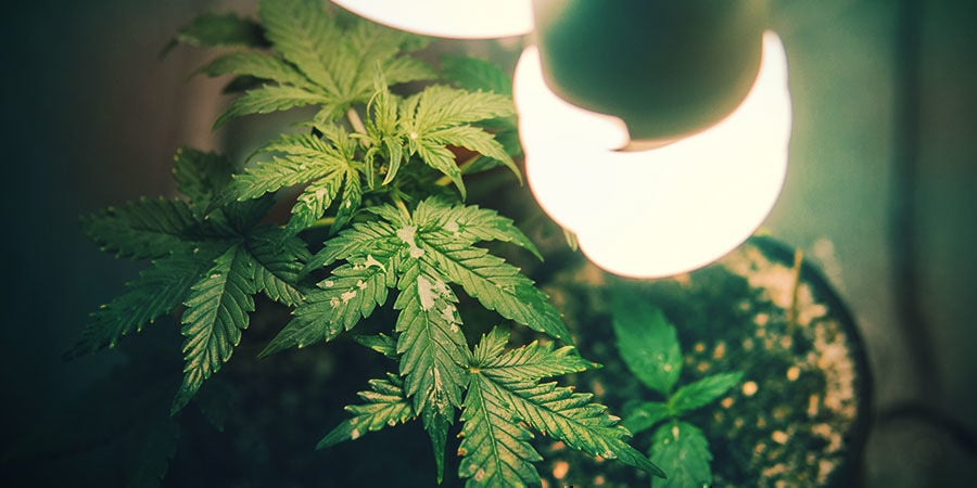 Como o Espectro de Luz Influencia o Alongamento das Plantas