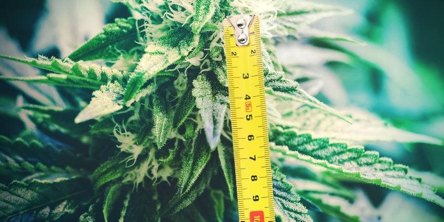 Altura das Plantas