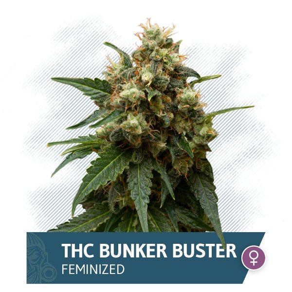 THC Bunker Buster (Zamnesia Seeds) feminizada