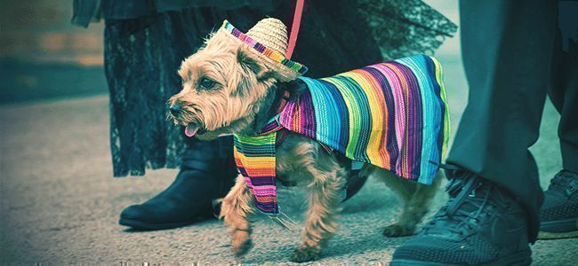 Fantasias para animais de estimação