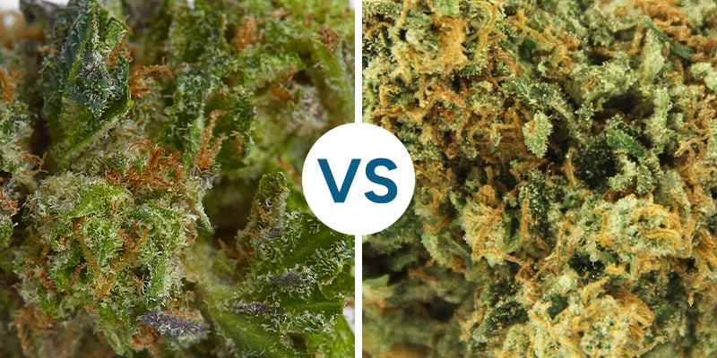 ERVA PEGAJOSA VS ERVA SECA
