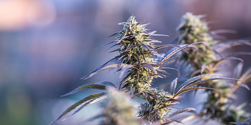 6 variedades de cannabis com 1% de THC ou menos