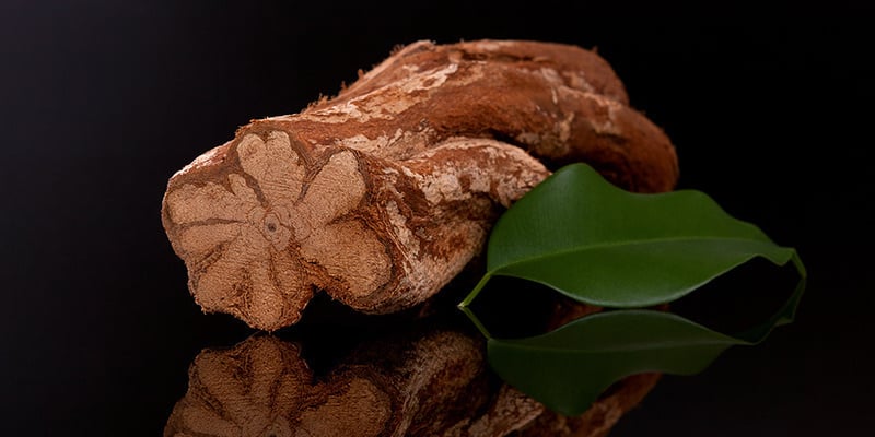 O que é a ayahuasca?