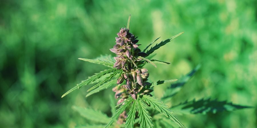 O roxo na canábis significa mais potência?
