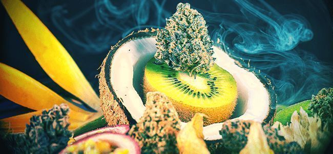 OBTENHA UM IMPULSO DE TERPENOS