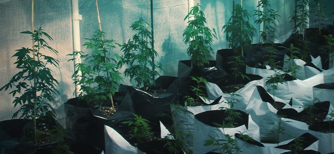 O que torna o smart pot tão especial?