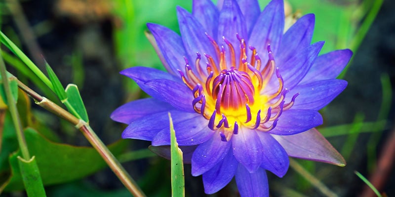 LÍRIO-AZUL (NYMPHAEA CAERULEA)