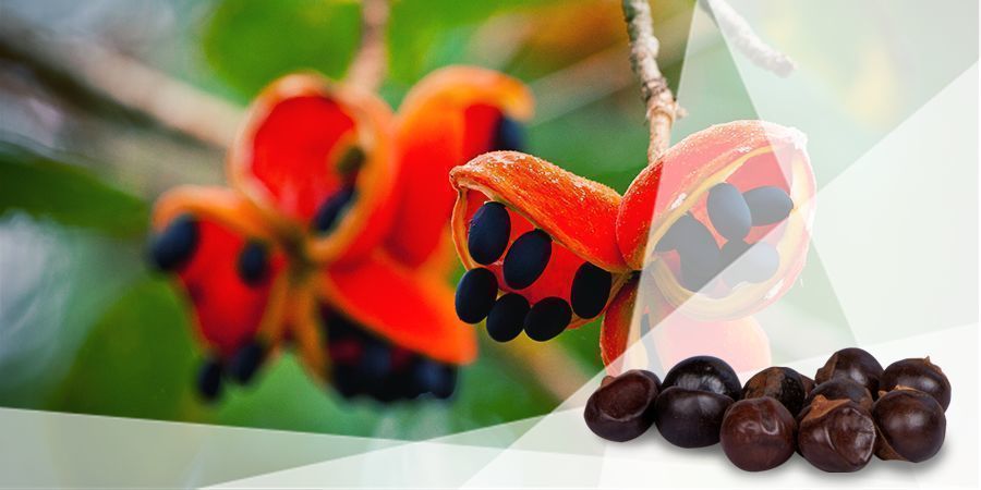 Guaraná