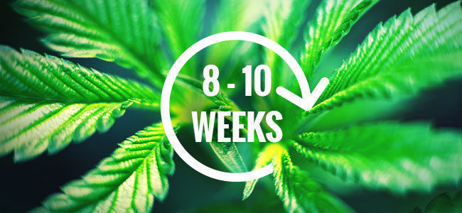 CARACTERÍSTICAS DE CULTIVO DA GIRL SCOUT COOKIES AUTO