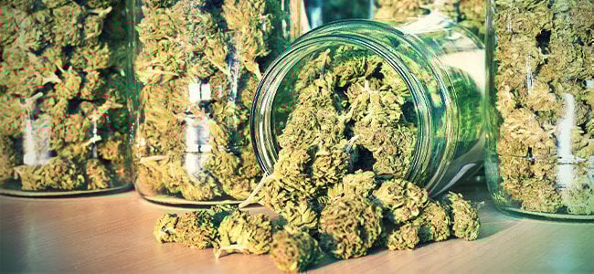 PARA QUEM É A GIRL SCOUT COOKIES AUTO?