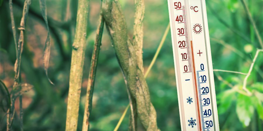 Garantir um ambiente de cultivo quente e húmido - Banisteriopsis Caapi