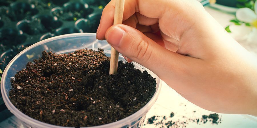 Transplantação e cuidados futuros com a Banisteriopsis Caapi