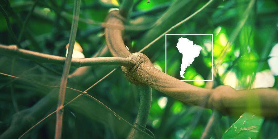 O que é a Banisteriopsis caapi e por que cultivar a sua própria?