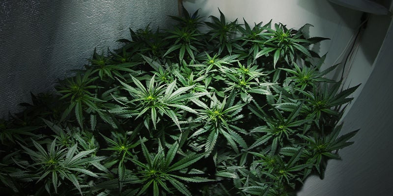 É possível colher canábis várias vezes usando a mesma sala de cultivo?