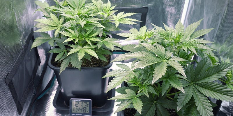 Equipamento e Suprimentos - Colheita Contínua de Cannabis