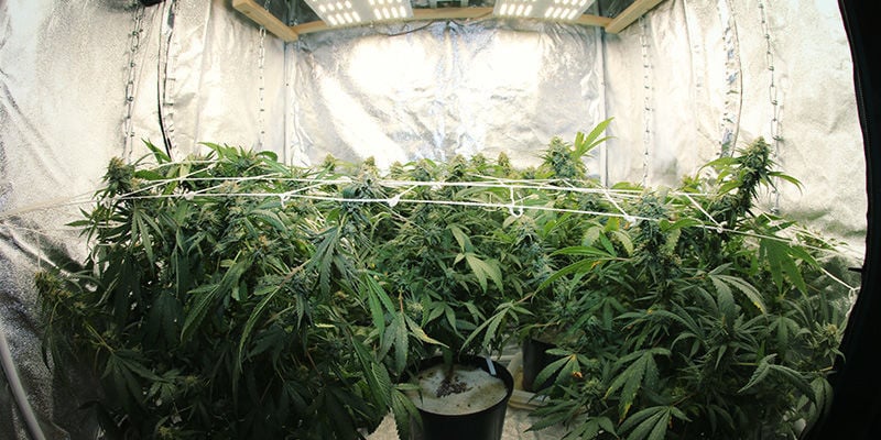 Gerir os ciclos de luz para controlar a floração da canábis
