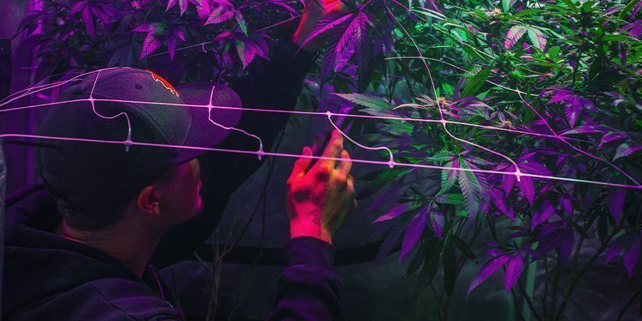 Preparar a sua área de cultivo - Colheita Perpétua de Cannabis