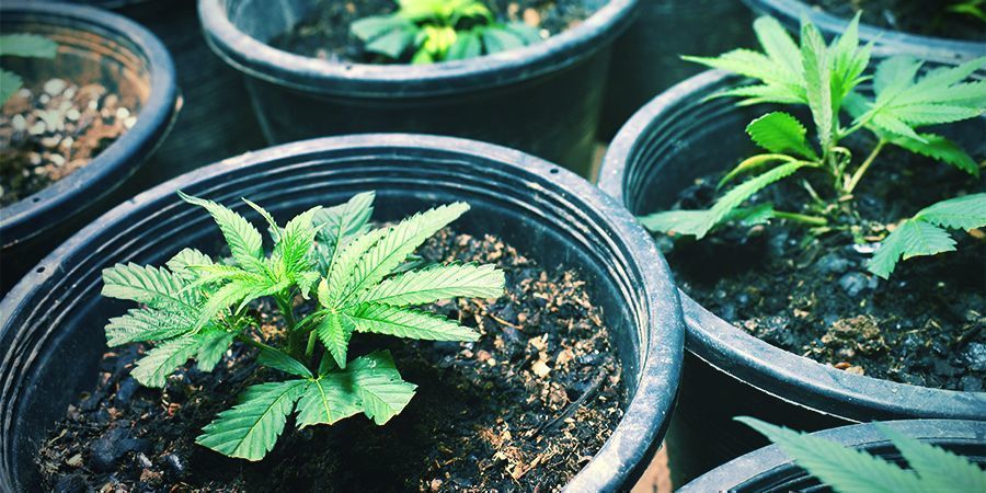 Tirar Clones/Plantar Sementes - Colheita de Cannabis Contínua