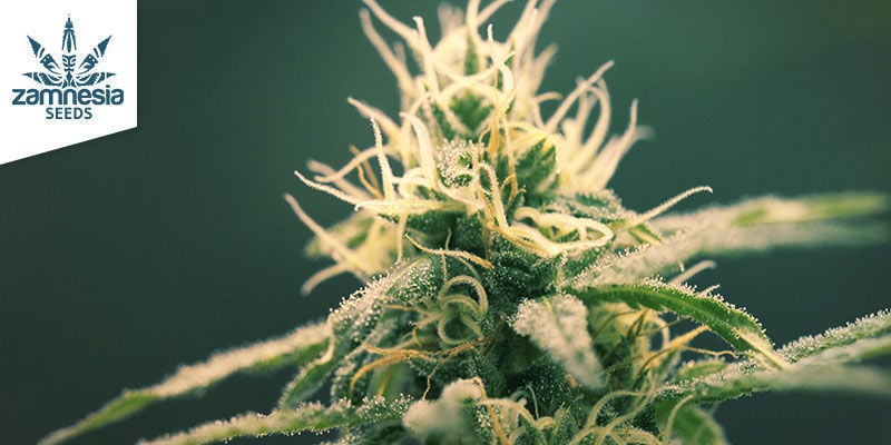 Blue Dream (Zamnesia Seeds): O sonho sinsemilla mais doce
