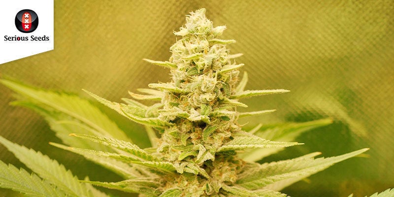 Ak-47 (Serious Seeds): Potência Feminilizada Premiada
