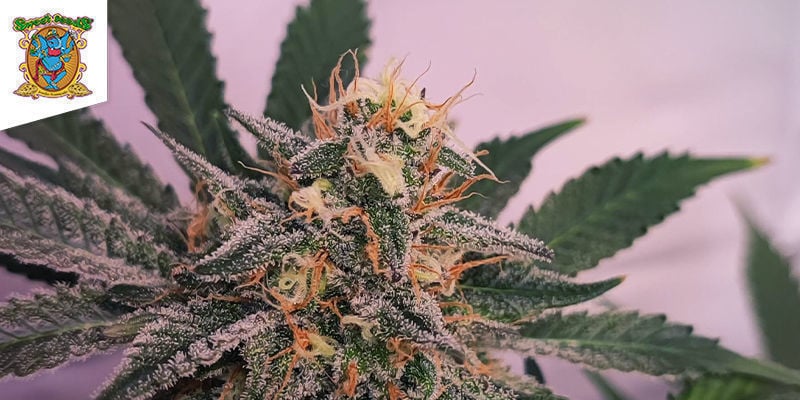 Cream Caramel (Sweet Seeds): O híbrido de três lendas