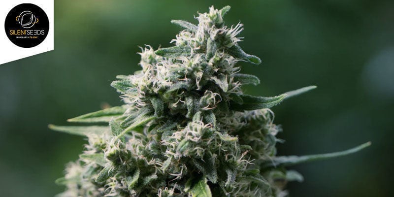 Critical+ 2.0 Autoflowering (Silent Seeds): Cheia de Poupas Compactas