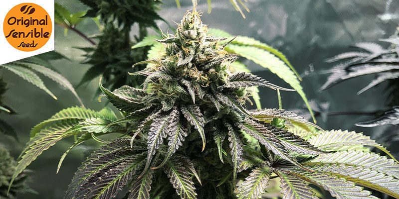 Gorilla Glue 4 Auto (Original Sensible): Potência impressionante à imagem do gorila