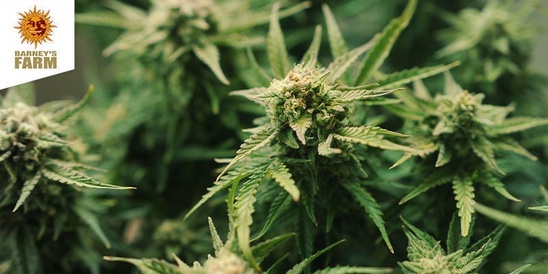 Laughing Buddha (Barney's Farm) Feminizada