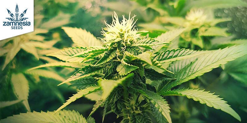 OG Kush (Zamnesia Seeds) Feminizada