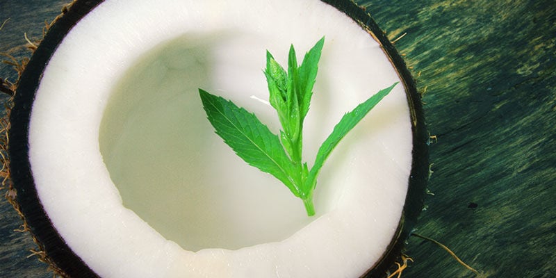 Vitaminas e minerais benéficos da água de coco na canábis