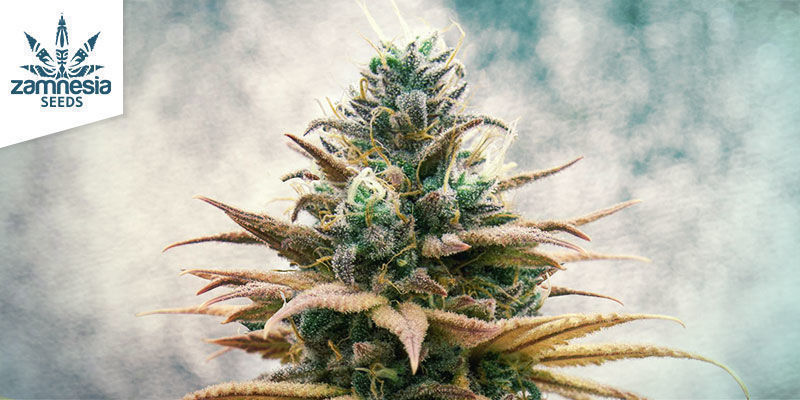 Blue Dream da Zamnesia Seeds