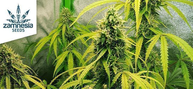 Lemon Wonder Automatic da Zamnesia Seeds