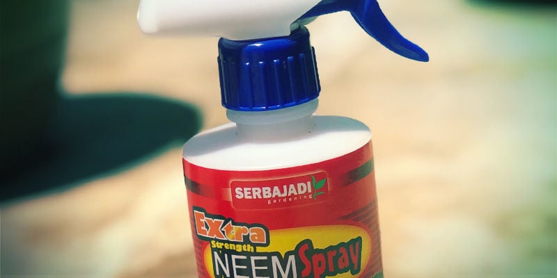 Óleo de Neem Pragas Cannabis