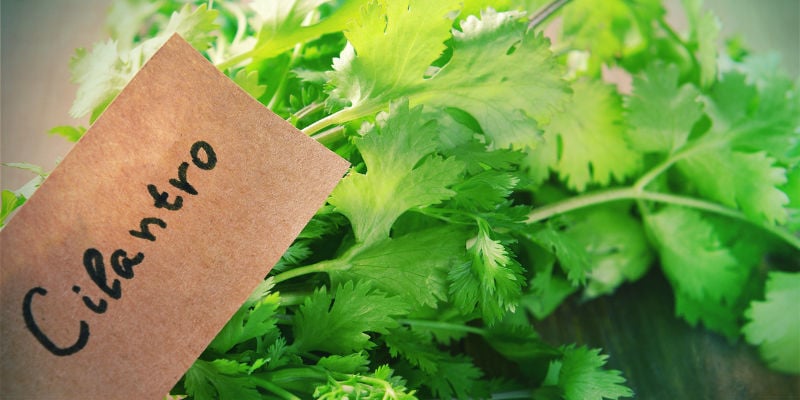 Plantas Companheiras Contra Pragas Cannabis