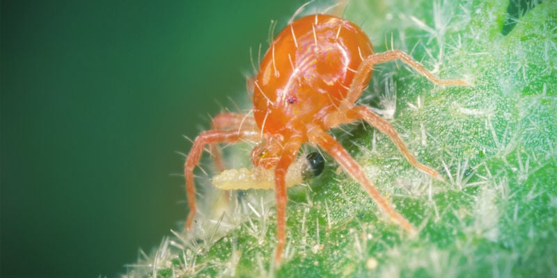Predadores naturais para pragas de cannabis