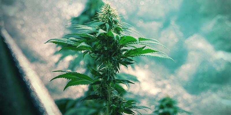 GENÉTICA DO CANNABIS