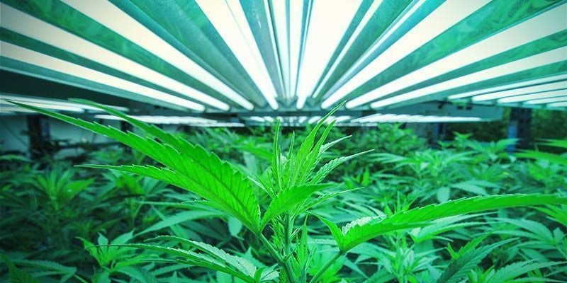 Distância ideal da luz às plantas de canábis