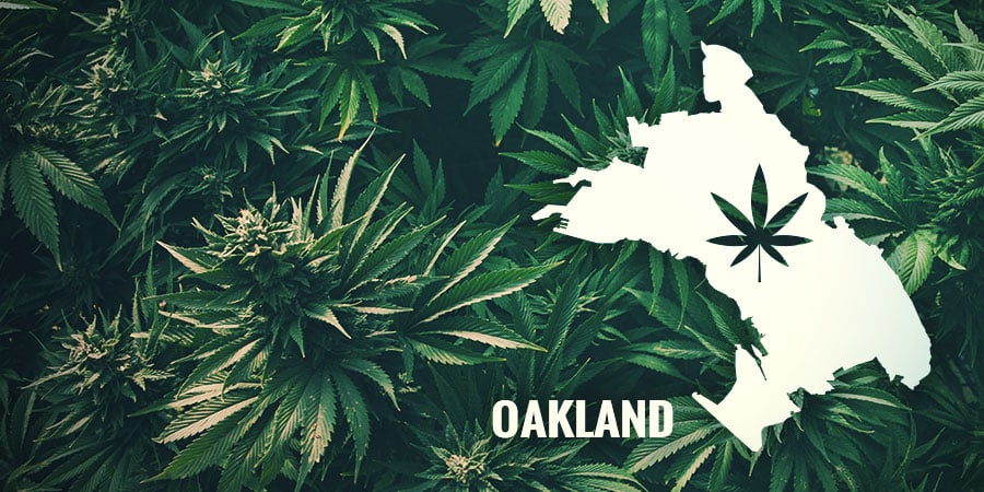 A HISTÓRIA POR TRÁS DA AUTO PURPLE COUSKUSH - OAKLAND