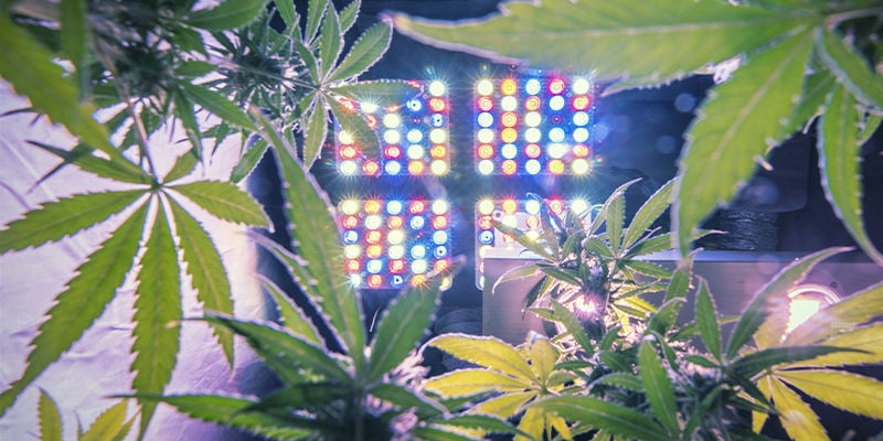 Intensidade da luz para cultivo