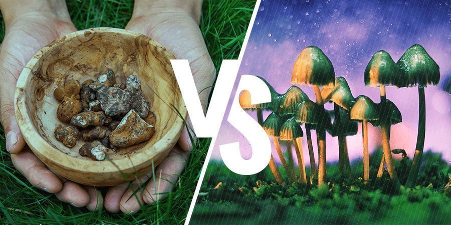 Qual é a diferença entre trufas mágicas e cogumelos?