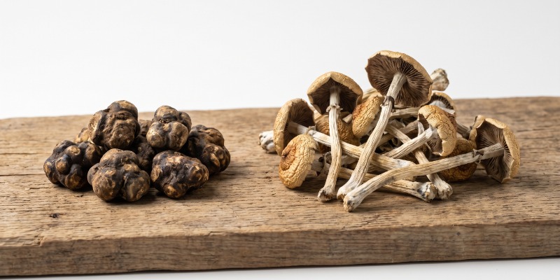 Qual É A Diferença Entre Trufas Mágicas E Cogumelos Mágicos? Qual É A Diferença Entre Trufas Mágicas E Cogumelos Mágicos?