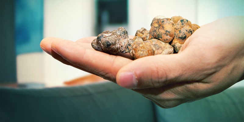 Trufas Galindoi (Esclerócio)