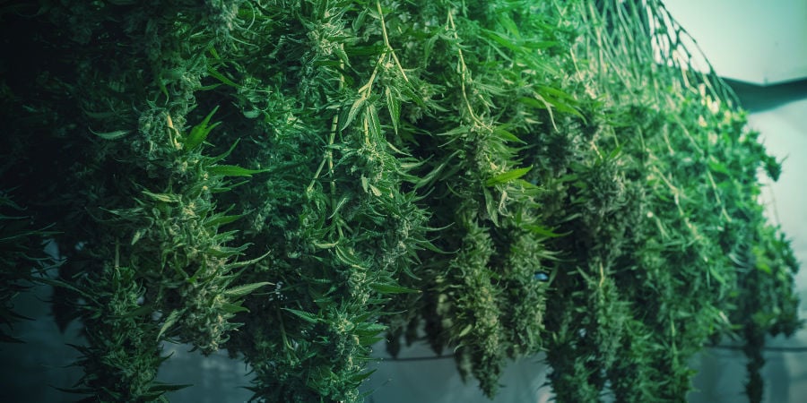 Como evitar cannabis com bolor