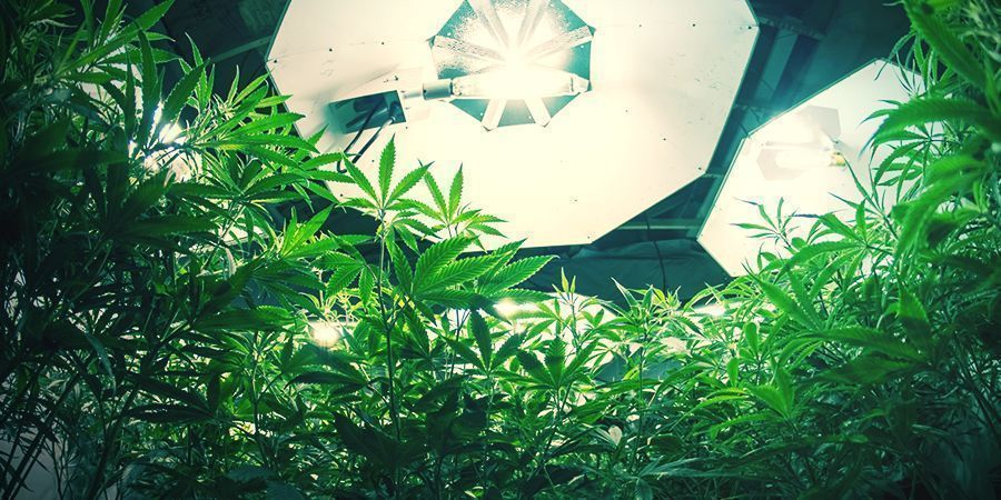 Plantas de canábis autoflorescentes