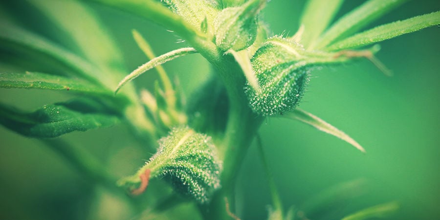 Plantas de canábis fêmea