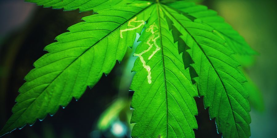 Problemas comuns no cultivo de canábis